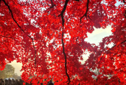 Japan_Autumn_2025 (18/47)